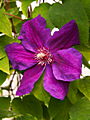 Clematis Kacper IMG_7243 Powojnik